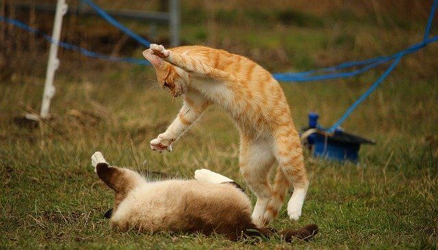 喧嘩している猫